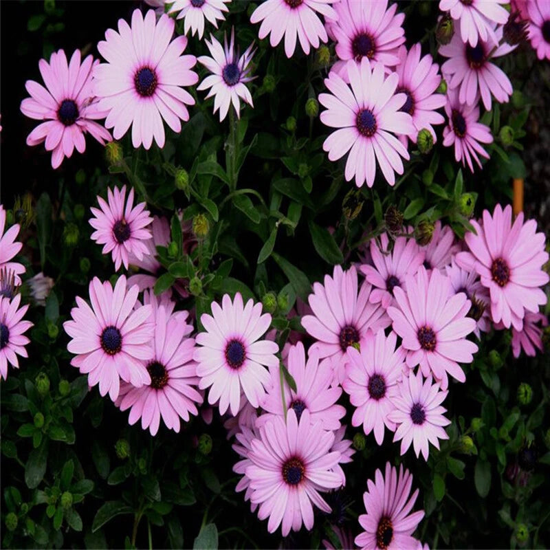 African Daisy (Osteospermum) Mix Colors Hybrid Perennial Seeds for Planting