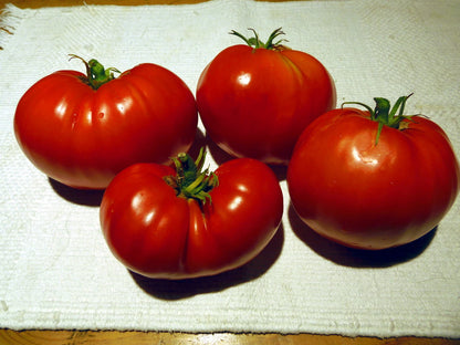 Sleeping Giant Tomato – Heirloom Vegetable Garden Seeds