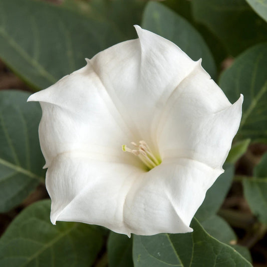 Moonflower Fragrant Night Blooming Climbing Vine Seeds