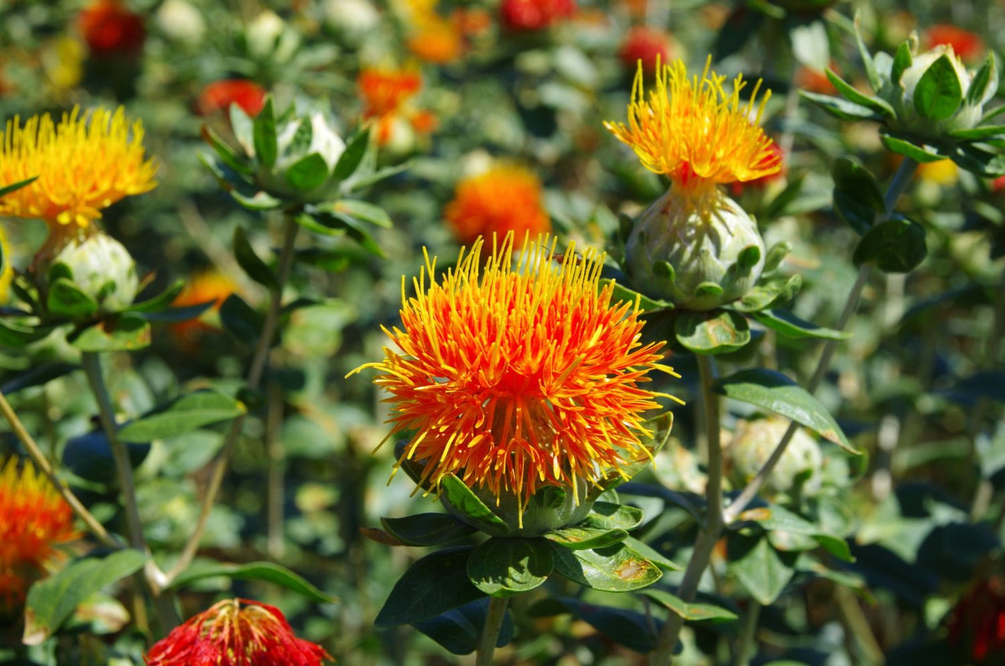 Safflower Carthamus Tinctorius – Annual Herb Garden Seeds
