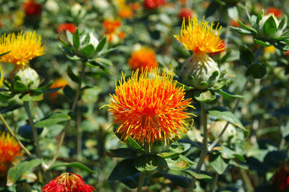 Safflower Carthamus Tinctorius – Annual Herb Garden Seeds