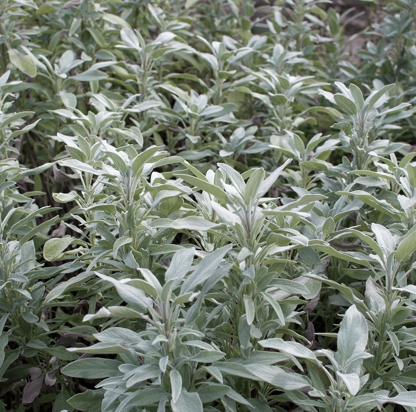 White Sage Smudge Seeds Salvia Apiana Sacred Cleansing Herb | Fragrant, Easy-to-Grow Spiritual Plant