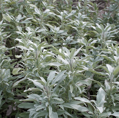 White Sage Smudge Seeds Salvia Apiana Sacred Cleansing Herb | Fragrant, Easy-to-Grow Spiritual Plant