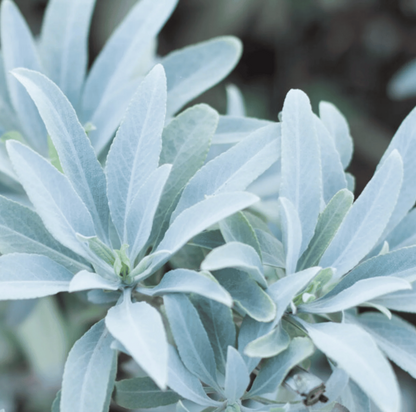 White Sage Smudge Seeds Salvia Apiana Sacred Cleansing Herb | Fragrant, Easy-to-Grow Spiritual Plant