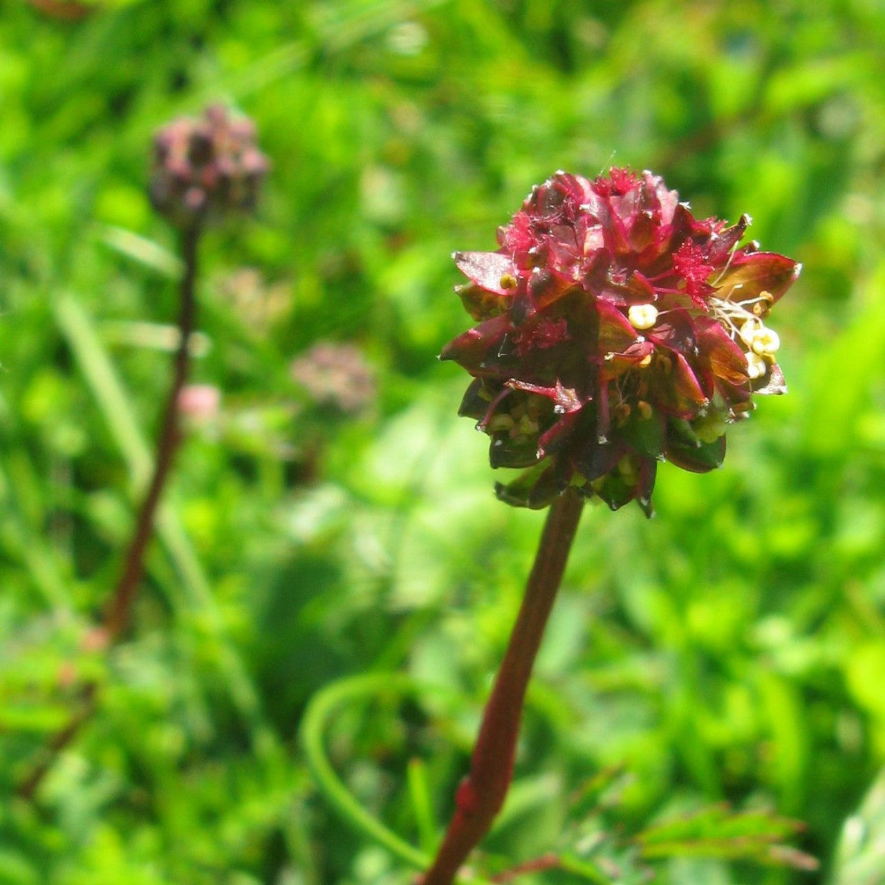Salad Burnet Sanguisorba Minor – Culinary Herb Seeds