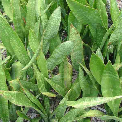 Sansevieria Liberica Seeds Rare Snake Plant Variety Hardy Air-Purifying Indoor Succulent