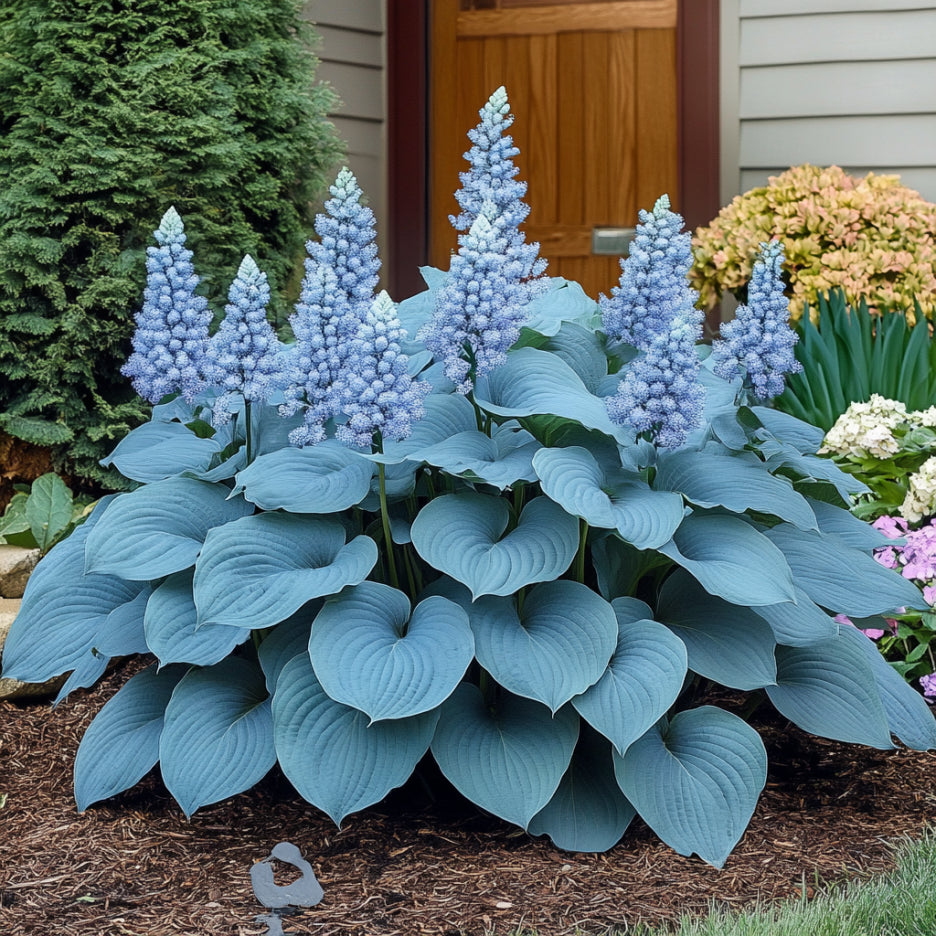 Hosta Seeds for Planting – Heirloom, Non-GMO, Perennial Shade Plant, Hosta spp. Foliage Variety