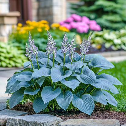 Hosta Seeds for Planting – Heirloom, Non-GMO, Perennial Shade Plant, Hosta spp. Foliage Variety