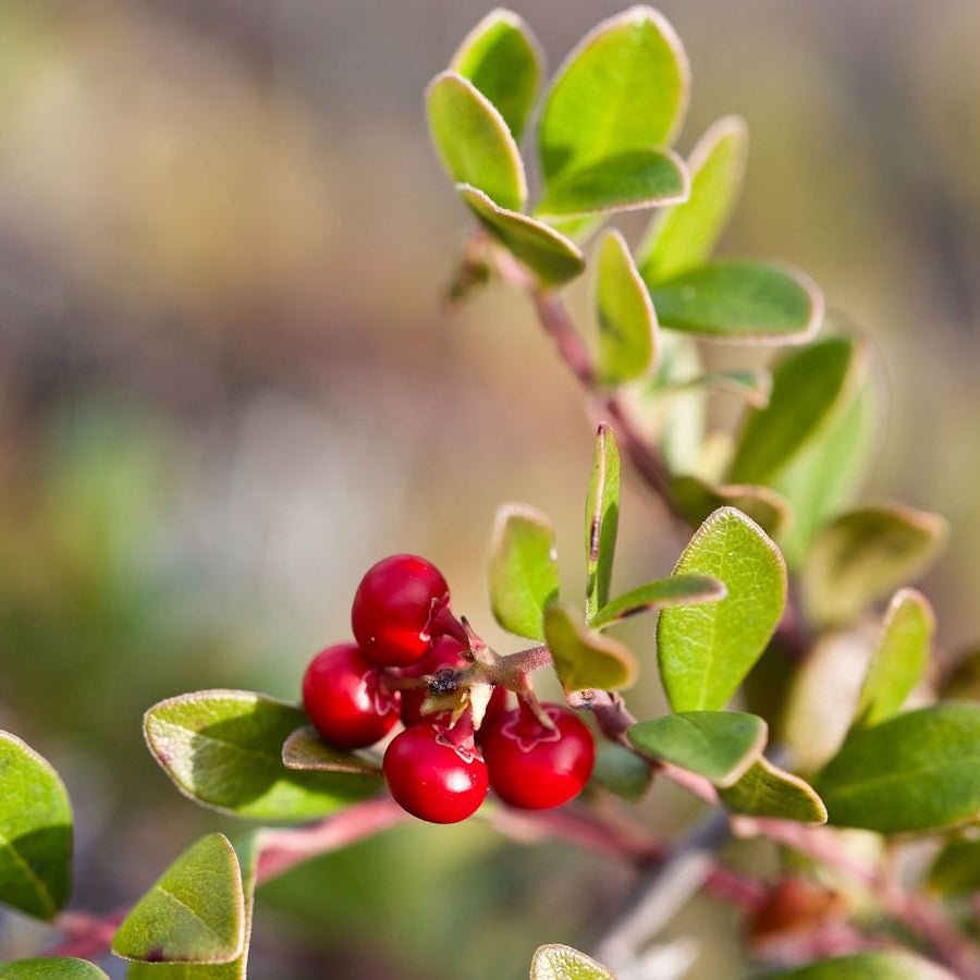 Bearberry Arctostaphylos – Hardy Fruit Bearing Ground Cover Seeds