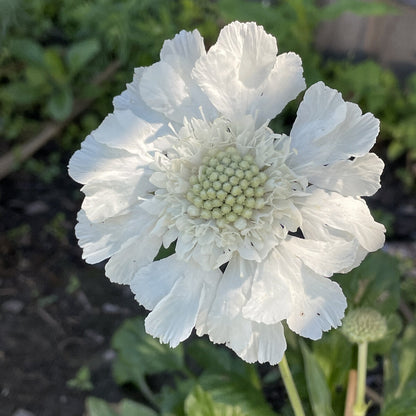 Scabiosa Fama White Seeds – Pure White Pincushion Flower for Gardens & Cut Displays