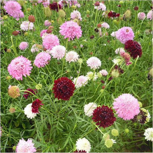 Imperial Mixed Pincushion Flower – Colorful Wildflower Seeds