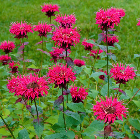 Bee Balm Monarda Didyma – Colorful Perennial Flower Seeds