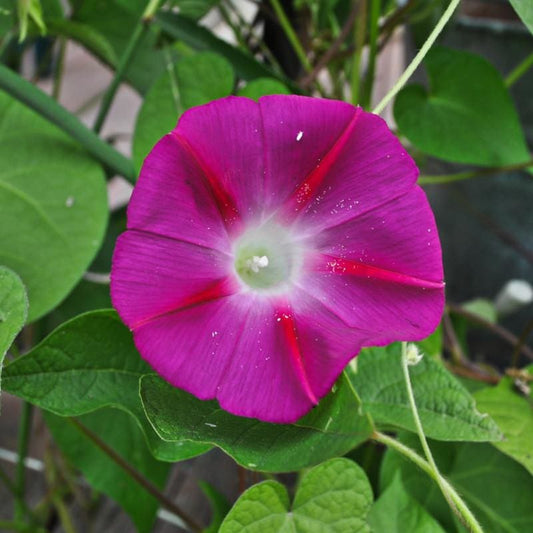 Scarlet O Hara Morning Glory – Climbing Garden Flower Seeds