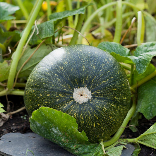 Buttercup Squash Seeds – Garden Vegetable Seeds