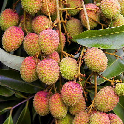 Mauritius Lychee Seeds – Heirloom, Non-GMO, Sweet Tropical Fruit Variety for Planting