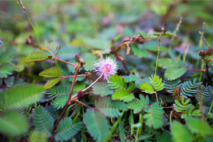 Sensitive Plant Mimosa Pudica – Touch Me Not Herb Seeds