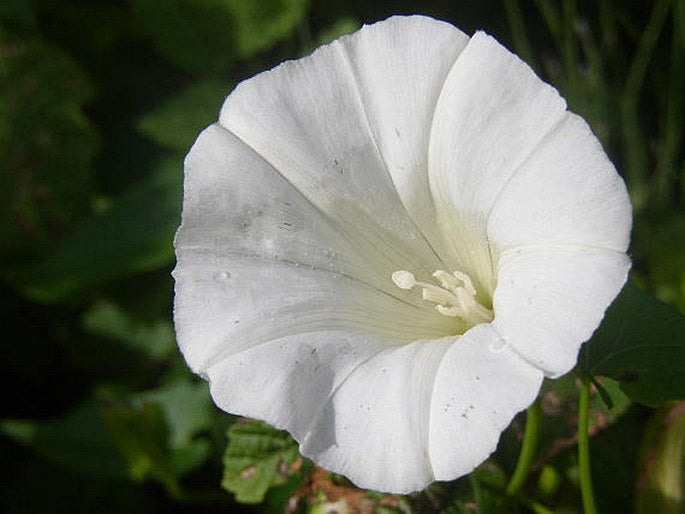 White Twinkle Japanese – Garden Flower Seeds