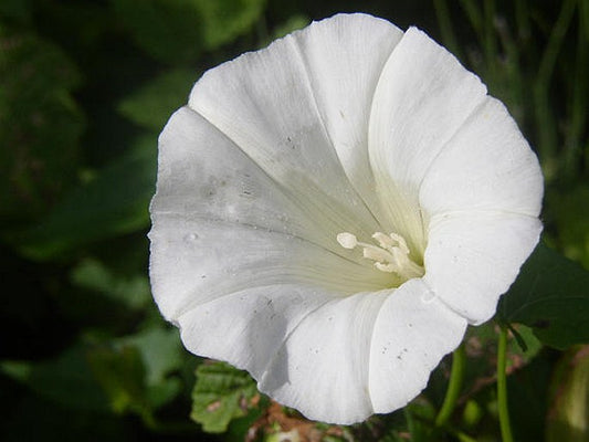 White Twinkle Japanese – Garden Flower Seeds