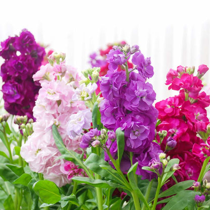 Matthiola Cinderella Mix – Mixed, Annual Flower Seeds