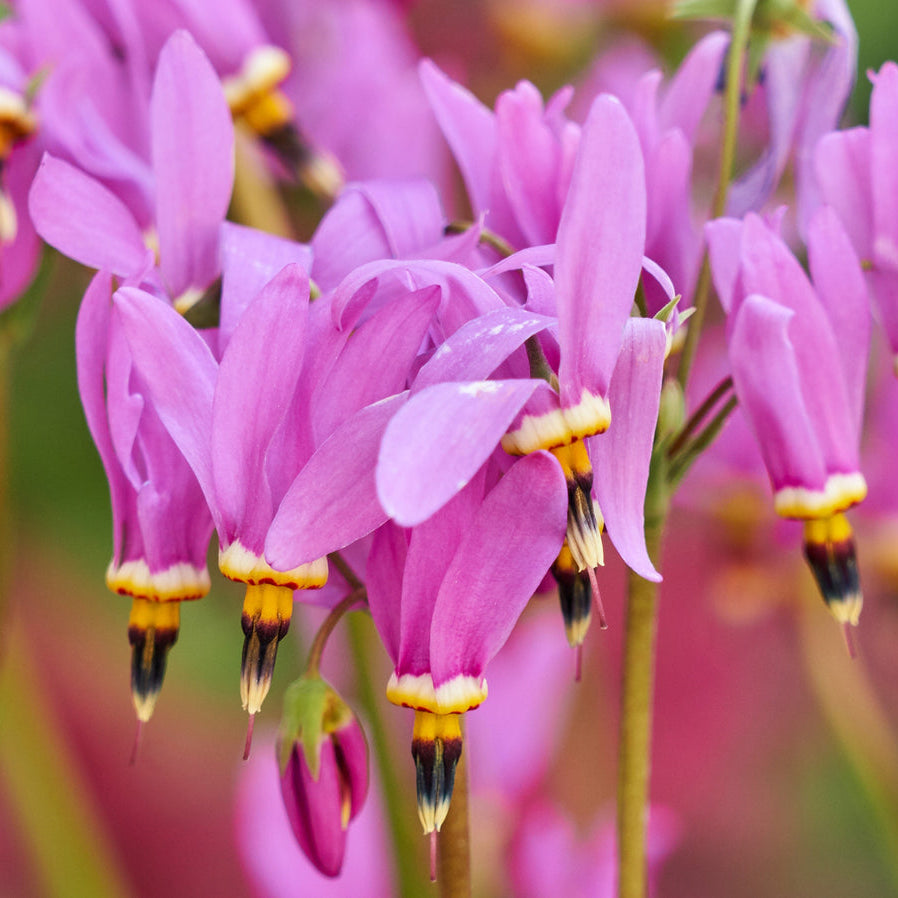 Dodecatheon Pink Meadia – Perennial Flower Seeds