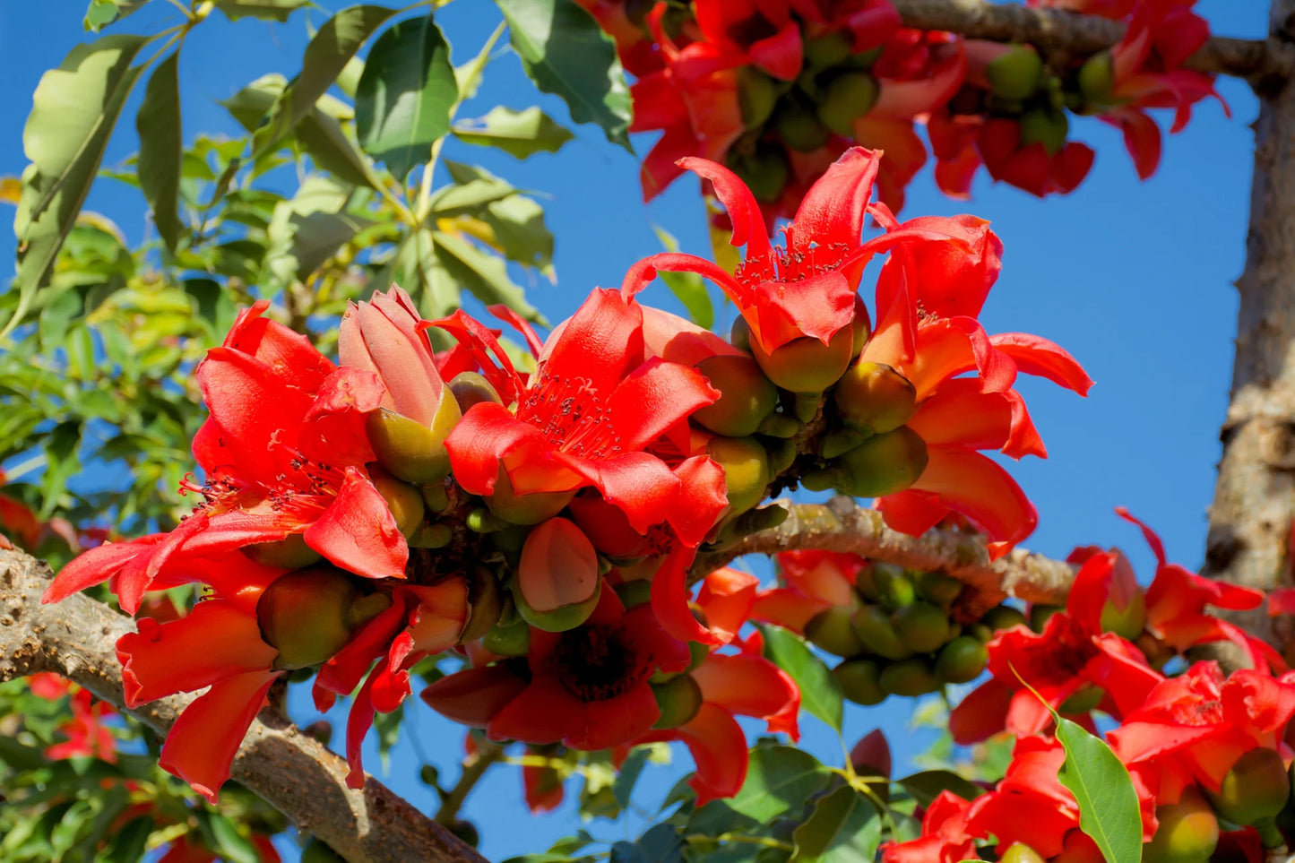 Red Silk Cotton Bombax Ceiba – Edible Fruit Tree Seeds