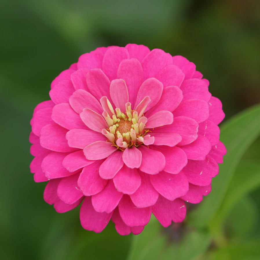 Luminosa Zinnia Colorful Wildflower Garden Seeds