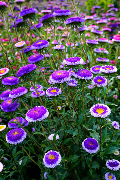 Aster Pompon Blue Moon Callistephus Chinensis – Dwarf Pompon Garden Flower Seeds