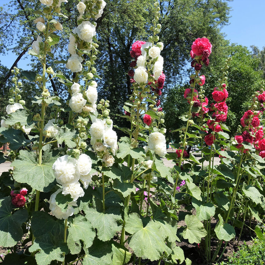 Alcea Double Hollyhock – Mixed, Perennial Fruit Seeds