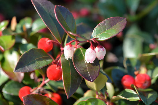 American Wintergreen Gaultheria Procumbens – Hardy Perennial Herb Seeds