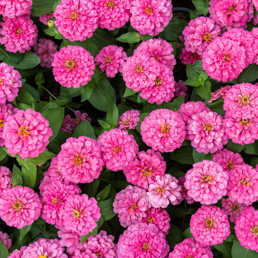Luminosa Zinnia Colorful Wildflower Garden Seeds