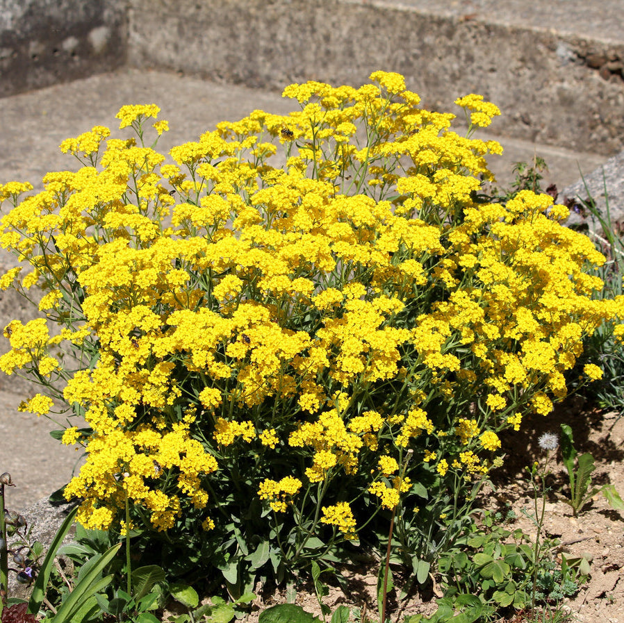 Yellow Alyssum Perennial – Perennial Flower Seeds