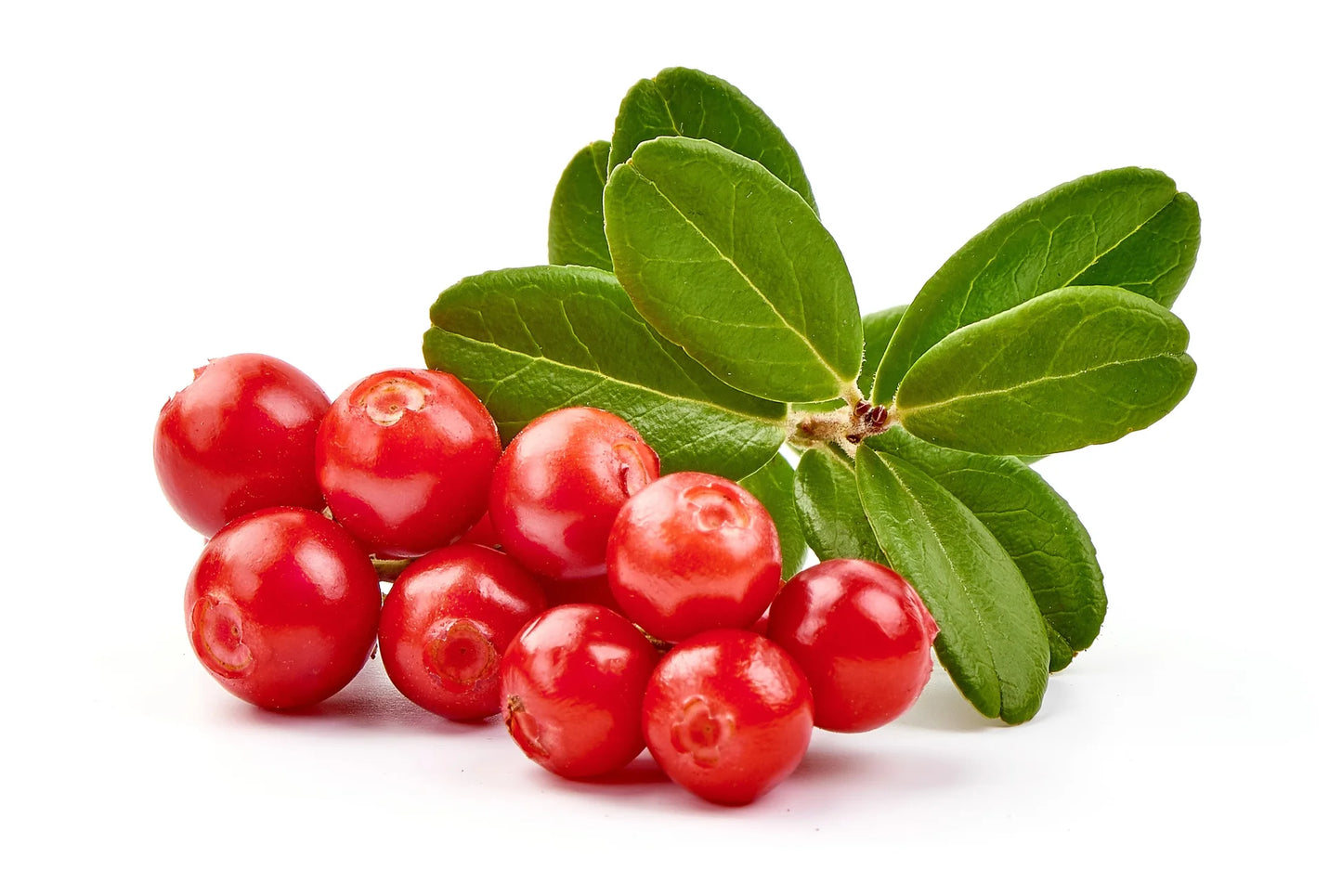 Mountain Cranberry Vaccinum – Perennial Fruit Seeds