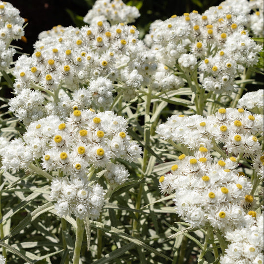 White Silvery Anaphalis – Perennial Flower Seeds