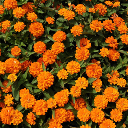 Orange King Zinnia Zinnia Elegans Colorful Wildflower Garden Seeds
