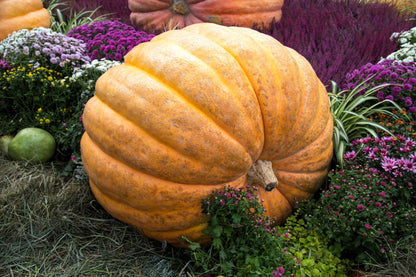 Dills Atlantic Giant – Garden Vegetable Seeds