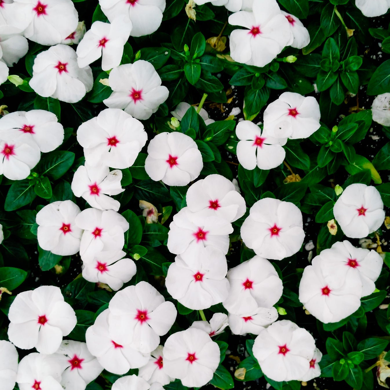 Periwinkle Dwarf Little Bright Eyes Catharanthus Roseus – Colorful Garden Flower Seeds