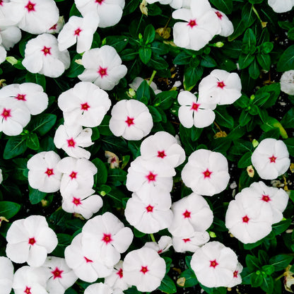 Periwinkle Dwarf Little Bright Eyes Catharanthus Roseus – Colorful Garden Flower Seeds