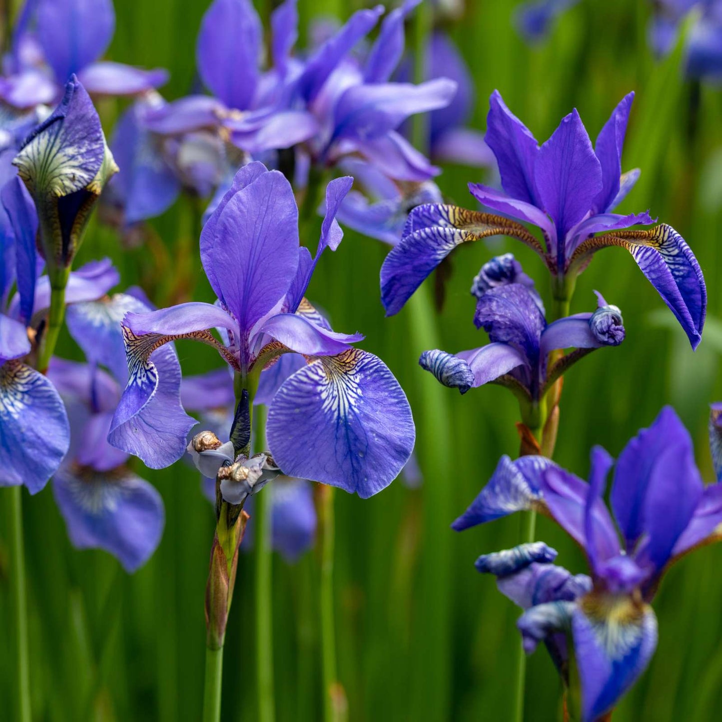 Blue Iris Missourensis – Perennial Flower Seeds