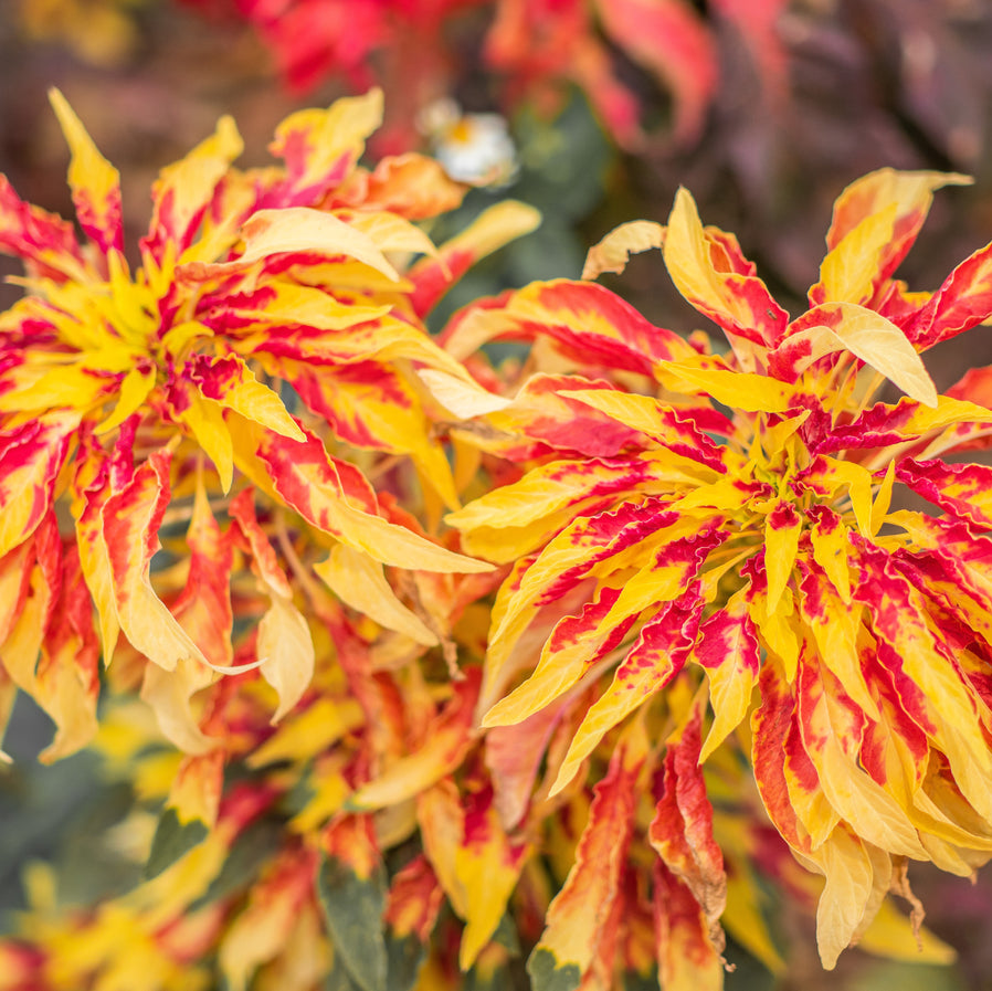 Perfecta Tricolor Amaranthus – Colorful, Annual Flower Seeds