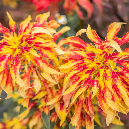 Perfecta Tricolor Amaranthus – Colorful, Annual Flower Seeds