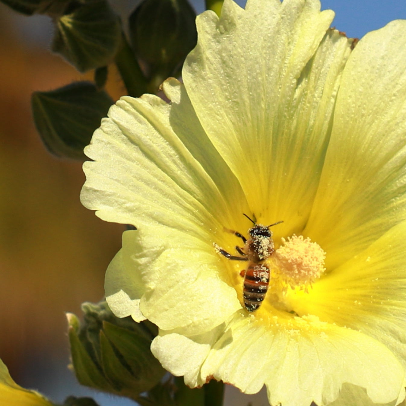 Yellow Double Hollyhock – Perennial Flower Seeds