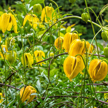Clematis Golden Yellow Clematis Tangutica Aztek – Climbing Garden Flower Seeds