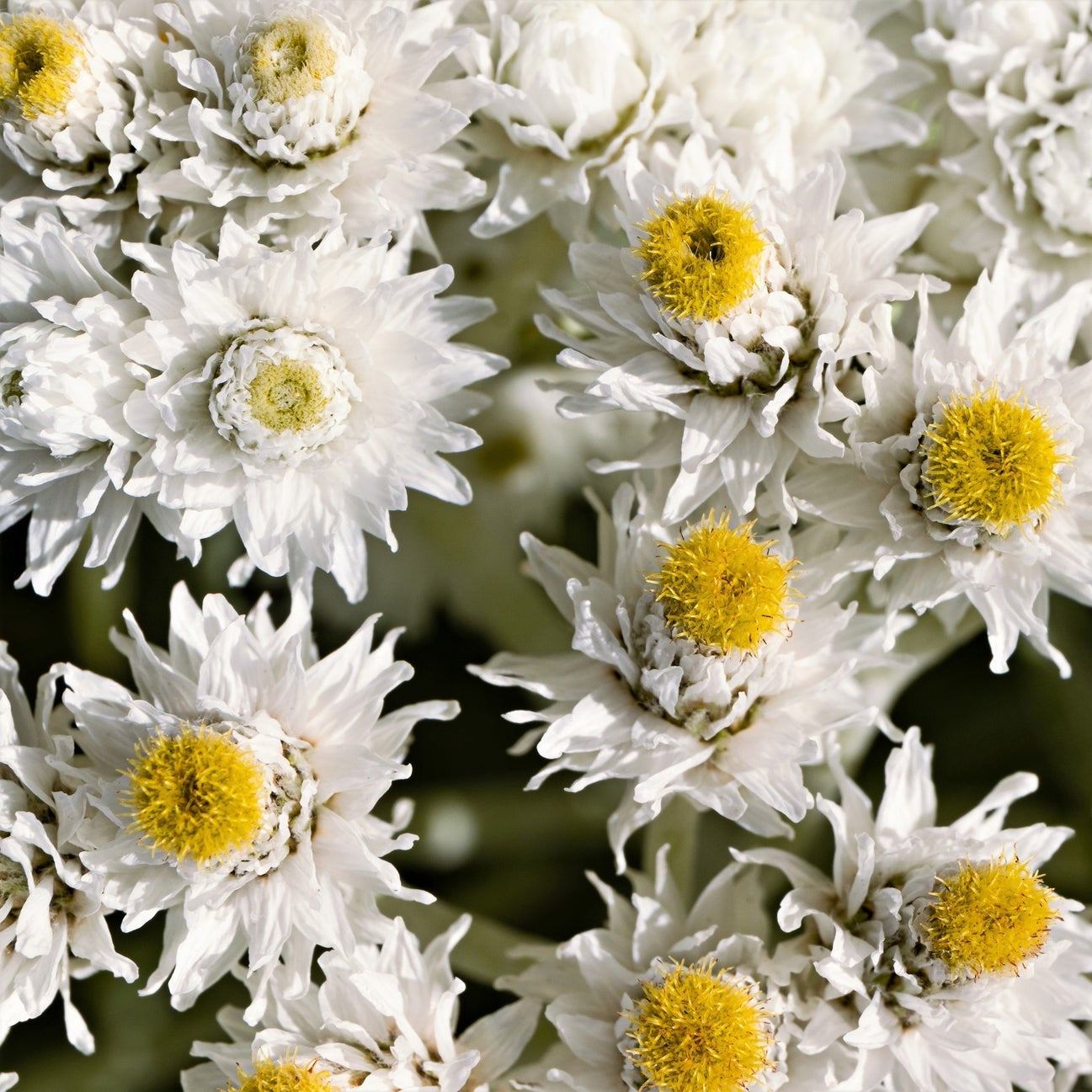 White Silvery Anaphalis – Perennial Flower Seeds