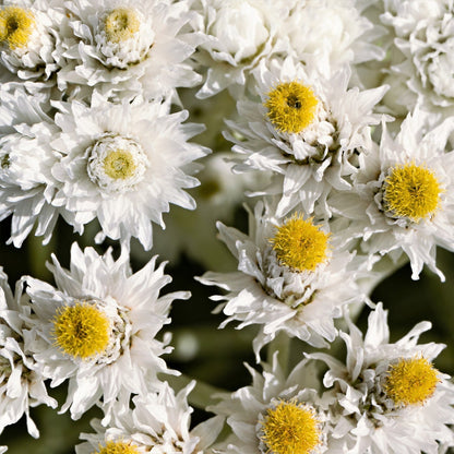 White Silvery Anaphalis – Perennial Flower Seeds