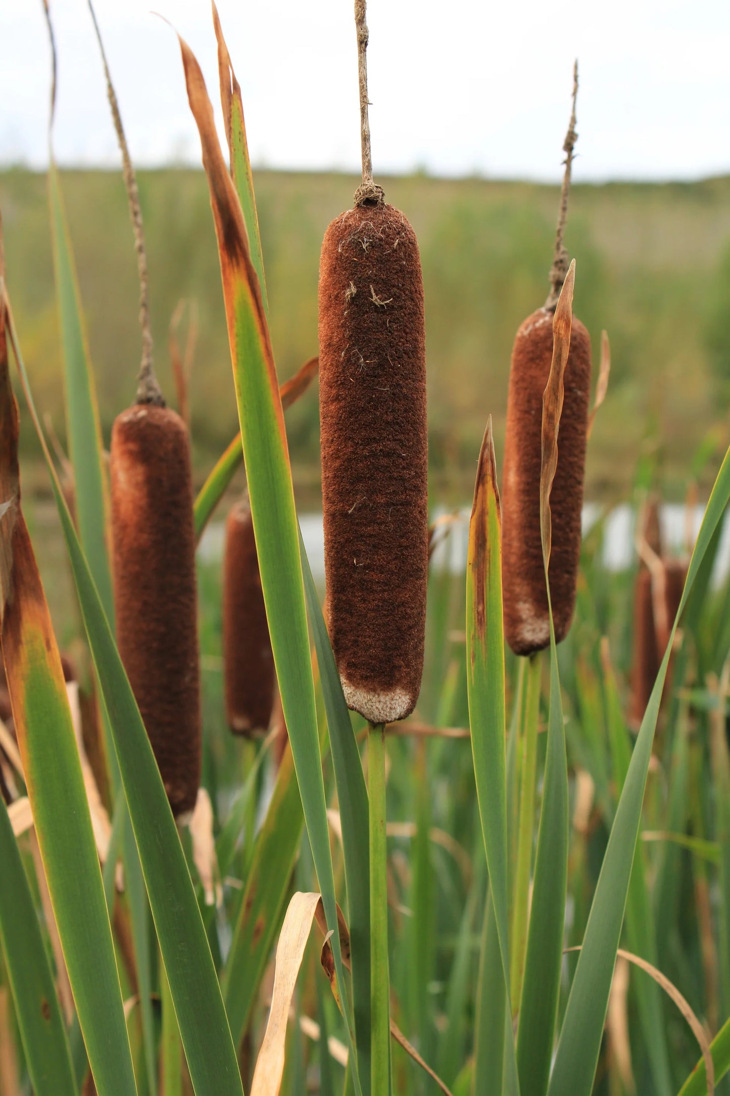 Cattail Bulk Seeds – Garden Flower Seeds