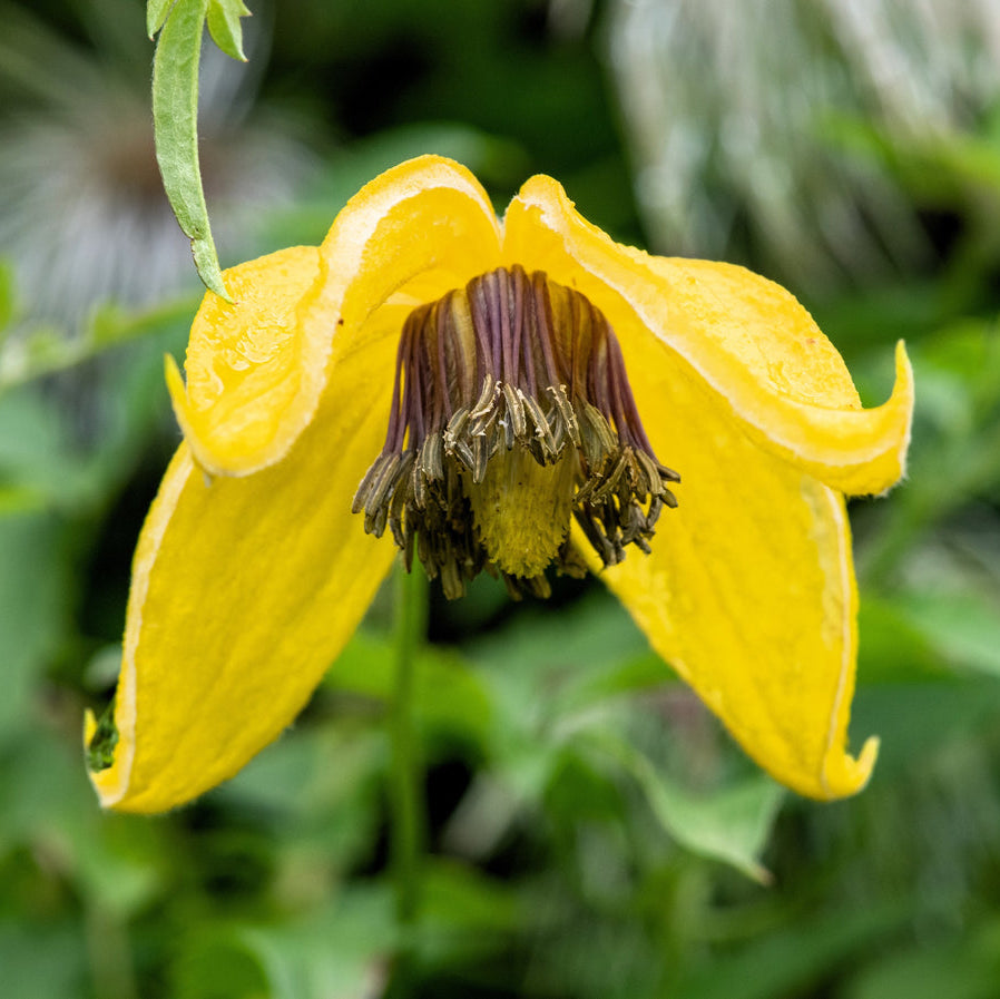 Clematis Golden Yellow Clematis Tangutica Aztek – Climbing Garden Flower Seeds