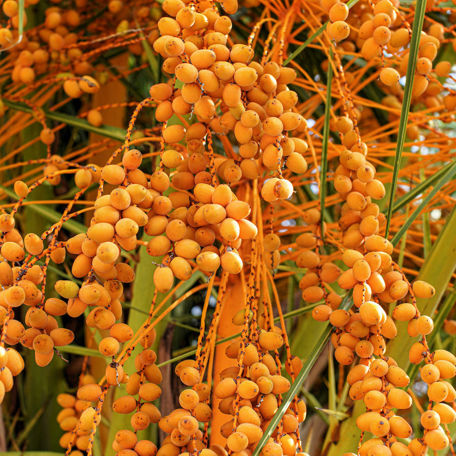 Coco Palm Pindo Palm Butia Capitata Seeds - Edible Jelly Palm Fruit Tree - Indoor & Outdoor Houseplant