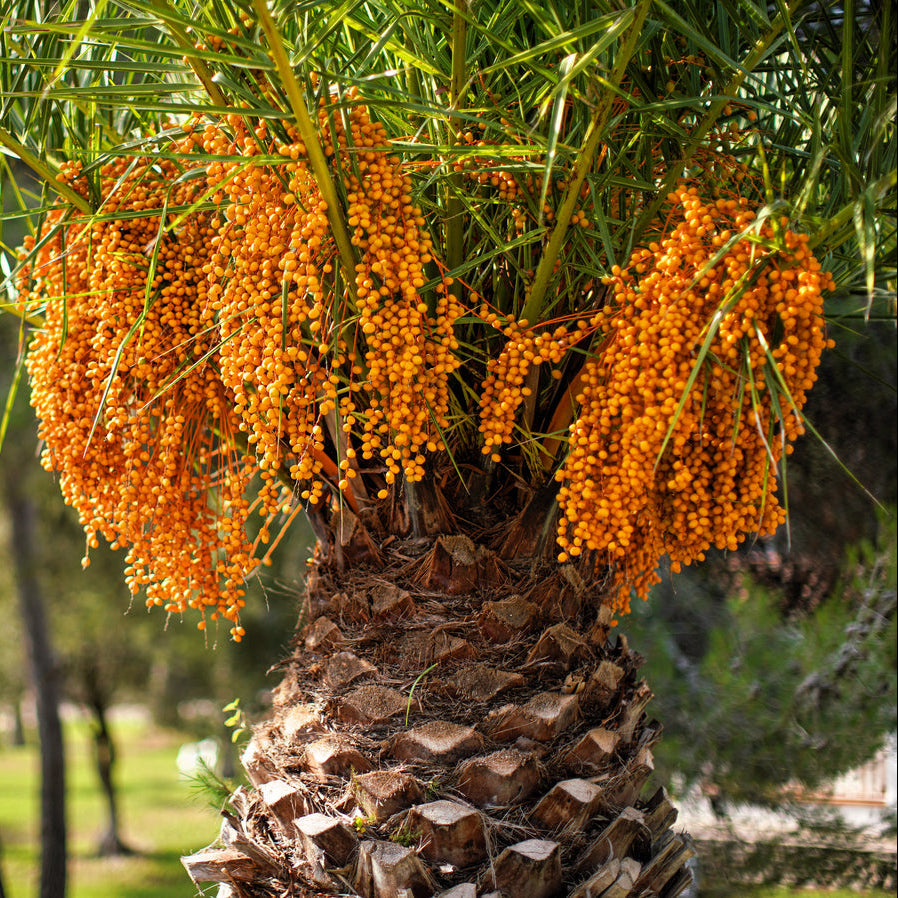 Coco Palm Pindo Palm Butia Capitata Seeds - Edible Jelly Palm Fruit Tree - Indoor & Outdoor Houseplant