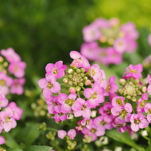 Pink Alyssum Perennial – Mixed, Perennial Flower Seeds