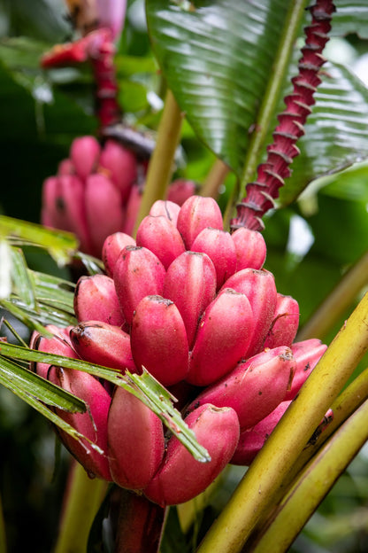 Pink Banana Seeds for Planting – Heirloom, Non-GMO, Musa Velutina, Easy to Grow